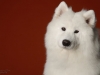 samoyed006