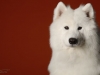 samoyed007