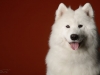 samoyed008