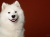 samoyed009