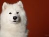 samoyed010