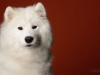 samoyed011