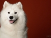 samoyed012