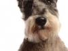 Schnauzer010