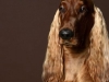 Setter001