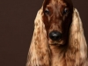 Setter002