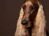 Setter003