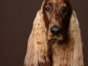 Setter004
