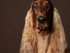 Setter005