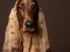 Setter006