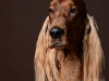 Setter007