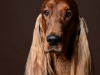 Setter008
