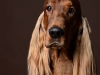 Setter009