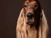 Setter010