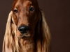 Setter011
