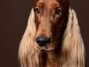 Setter012