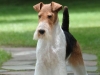 Shamus1