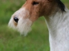 Shamus5_800_2