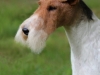 Shamus5_800_3