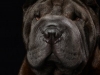 Sharpei001