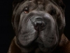 Sharpei002