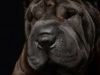 Sharpei003