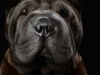 Sharpei004