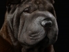 Sharpei005