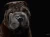 Sharpei006