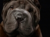 Sharpei007