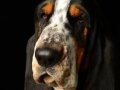 Shug003