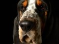 Shug005