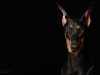 dobie001