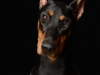 dobie004