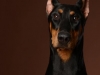 dobie005