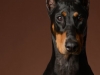 dobie009