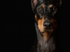 dobie011