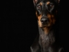 dobie012