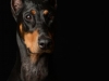 dobie013
