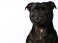 Staffies001