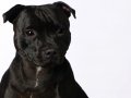 Staffies002