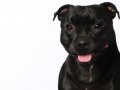Staffies003