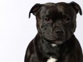 Staffies004