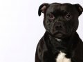 Staffies005