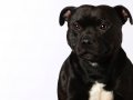 Staffies006