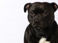 Staffies007