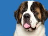 StBernard001