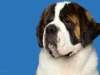 StBernard002