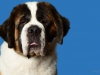 StBernard003