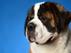 StBernard004